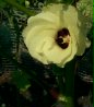 Vegetable Bloom